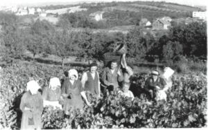 Vignoble, rue des Plantes