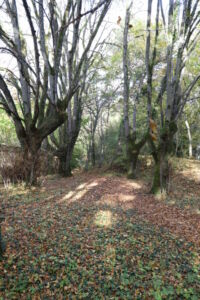 Quatre Tilleuls en Automne