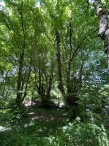 Quatre Tilleuls en été