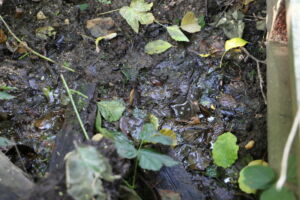 Source de la Bonne Fontaine