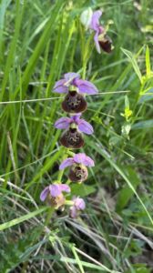 Ophrys bourdon