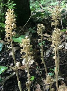 Néottie nid d'oiseau