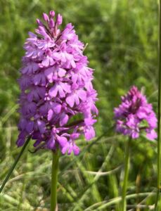 Orchis pyramidal